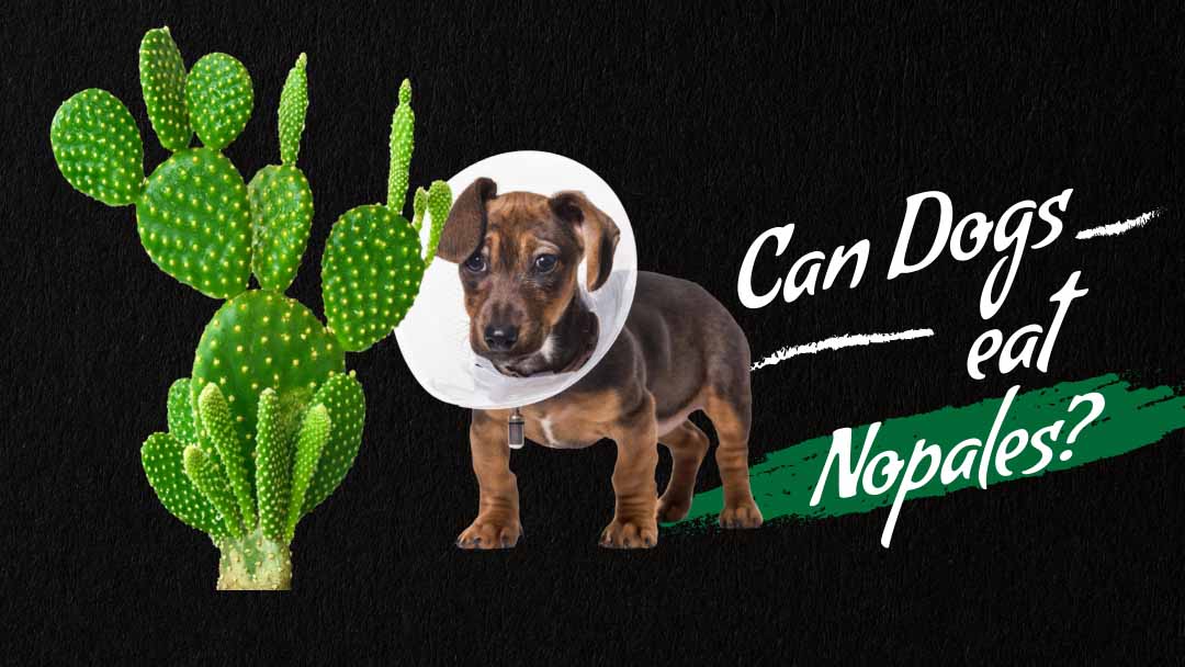 Image of can dog eat Nopales