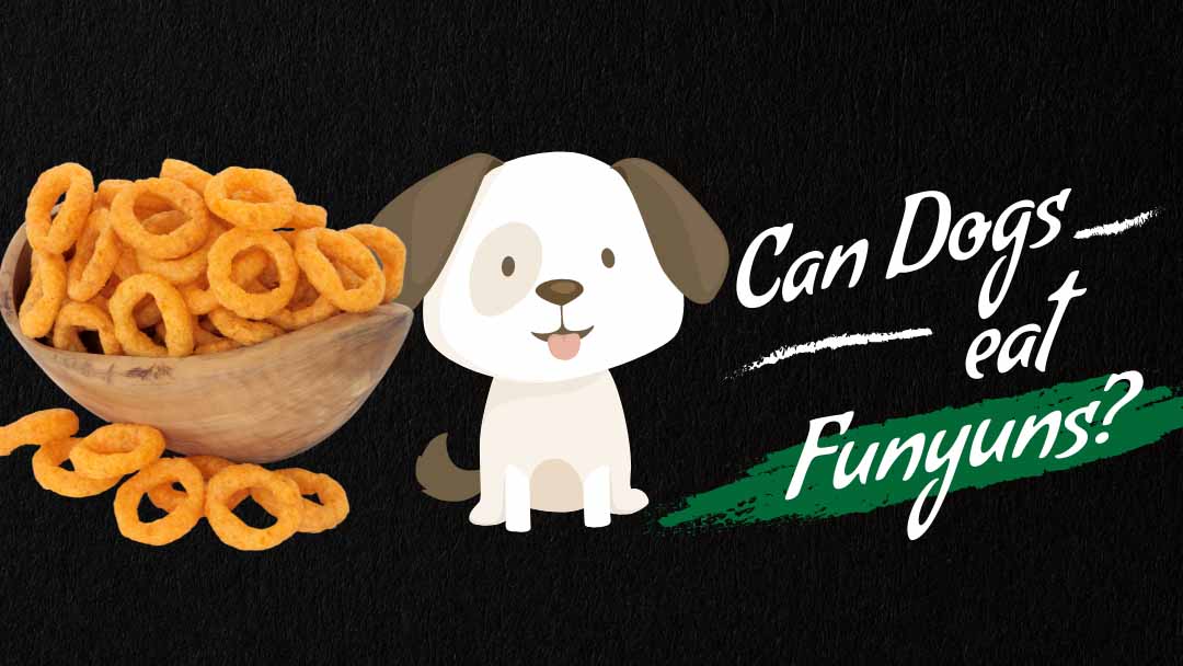Photo of can dog eat funyuns