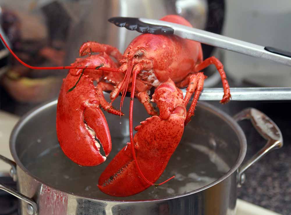 Image of boiled lobster