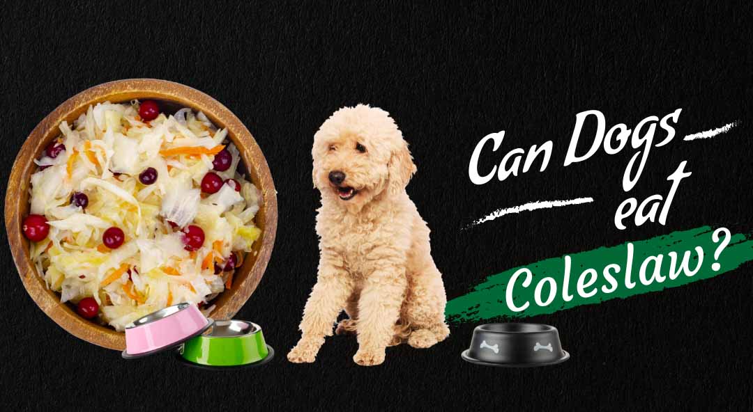 Image of can dogs eat coleslaw