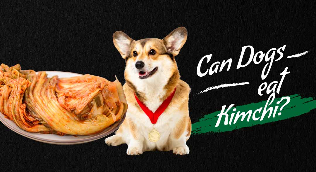 Image of can dog eat Kimchi.
