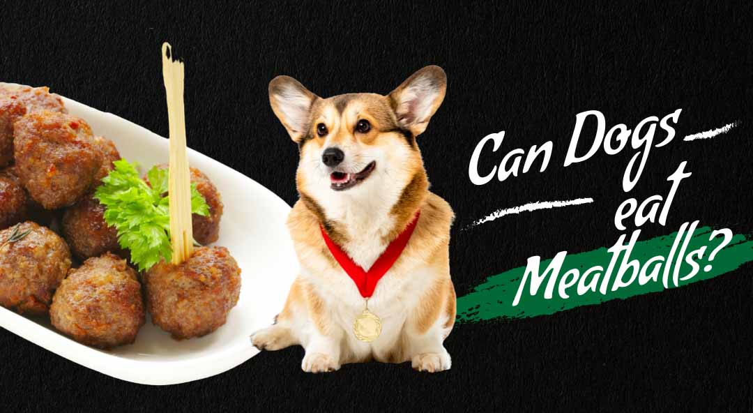 Image of can dogs eat meatballs.
