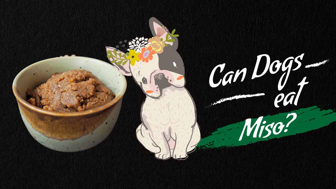 Image of can dogs eat miso