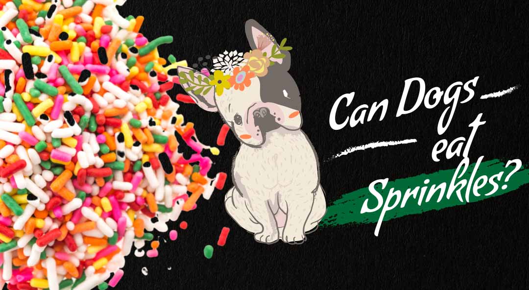 Image of can dogs eat sprinkles