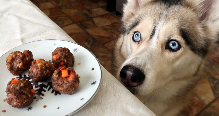 Image of dog staring at meatballs.