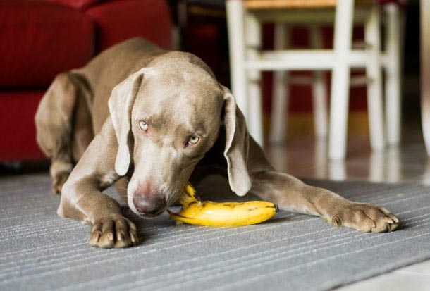 Image of dog eating banana