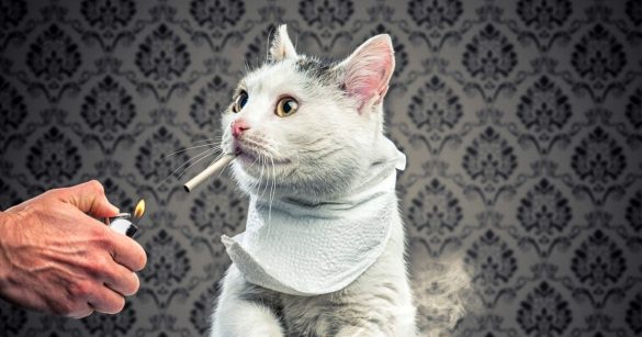 Image of Cat Smoking Cigarette