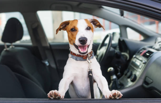 Image of Cute dog sit in the car on the front seat