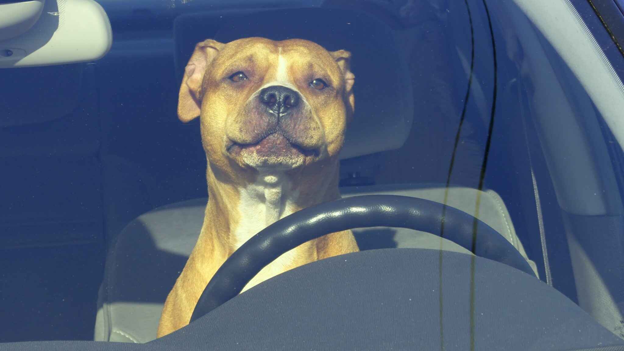 Image of Dog in the Car