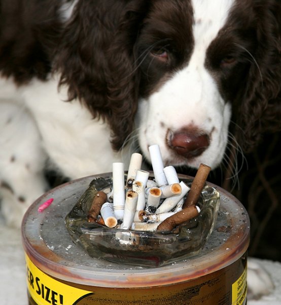 Image of Effect of second hand smoke on pets 