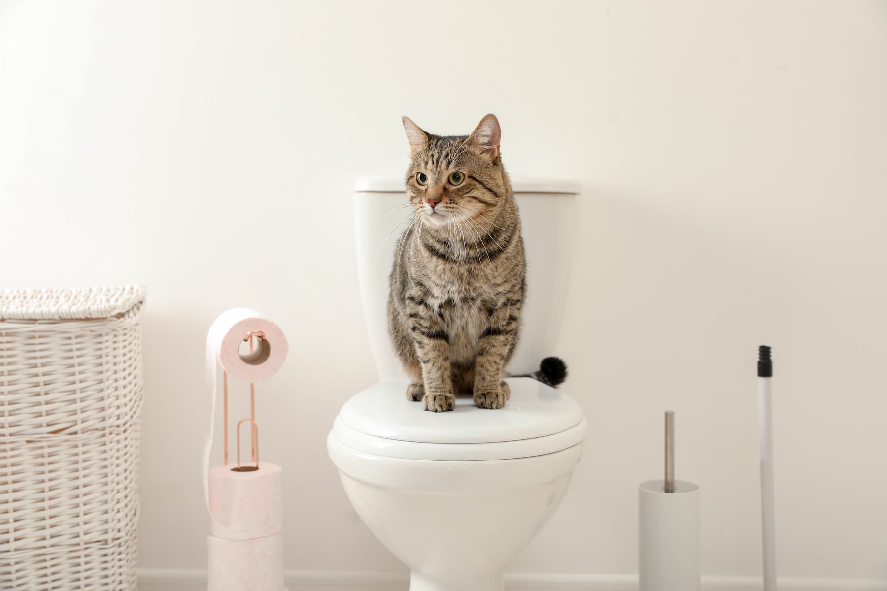 Image of Potty Train to Cat