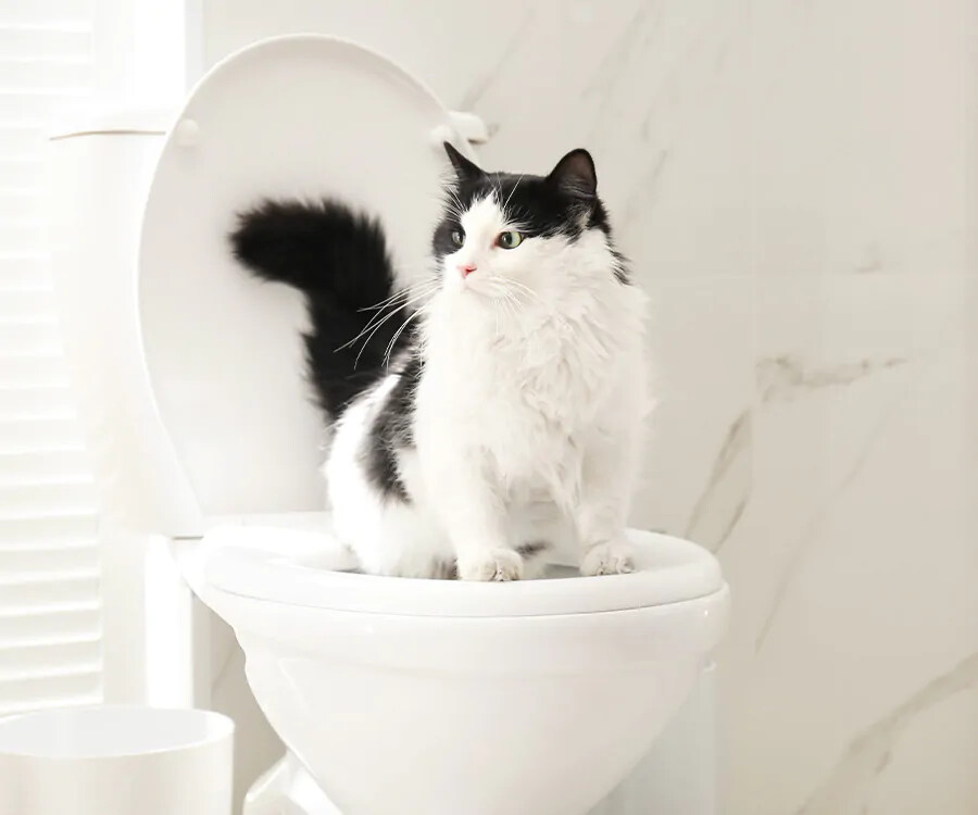 Image of Potty train to Cats