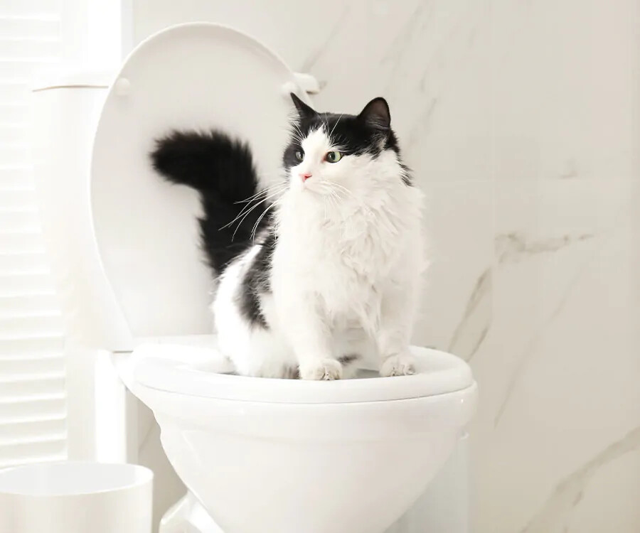 How To Potty Train your cat? Easy Ways to Litter Train your Kitten