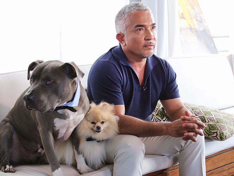 Image of Cesar Millan with Dog