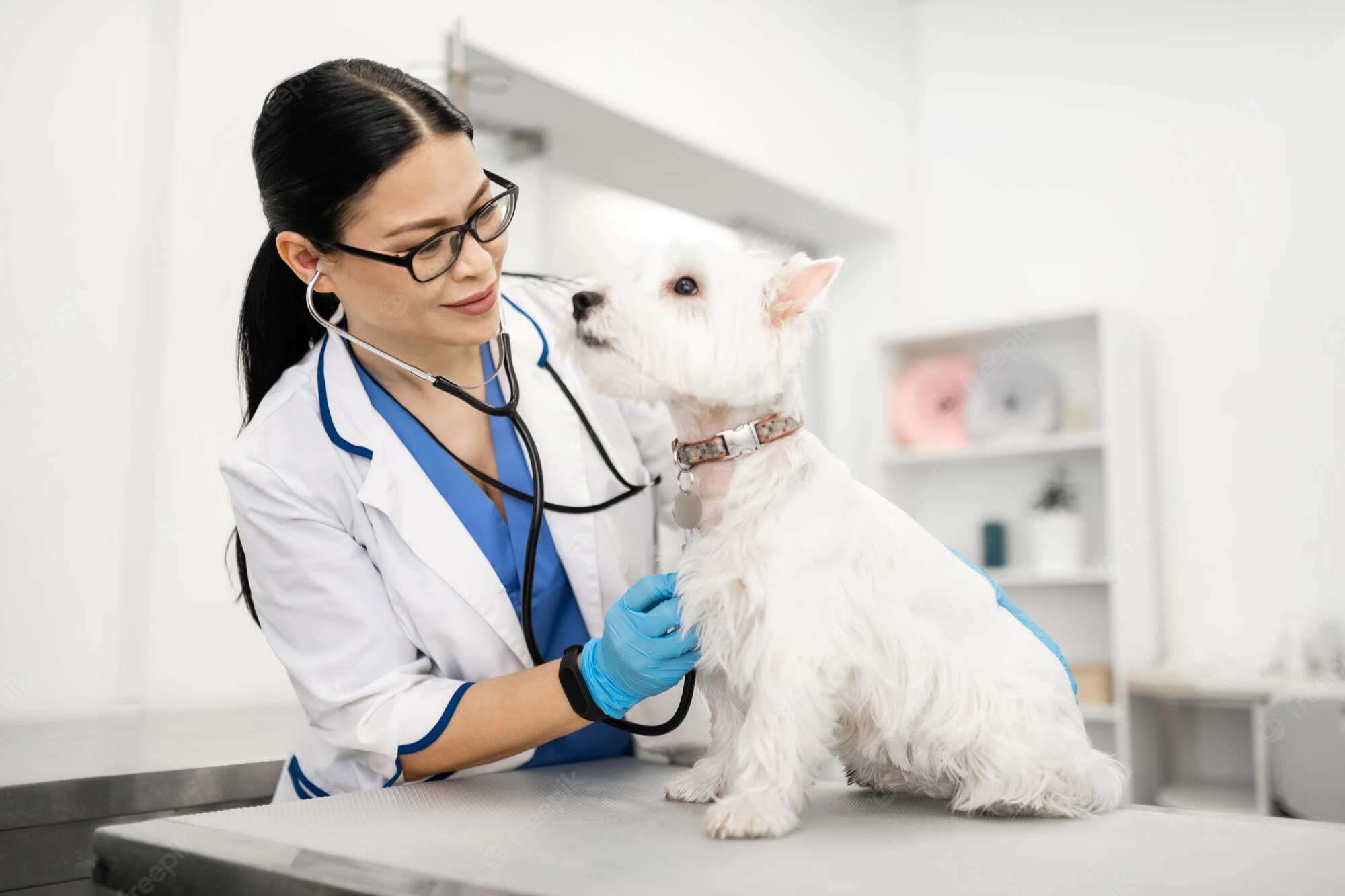 Image of Vet and Dog