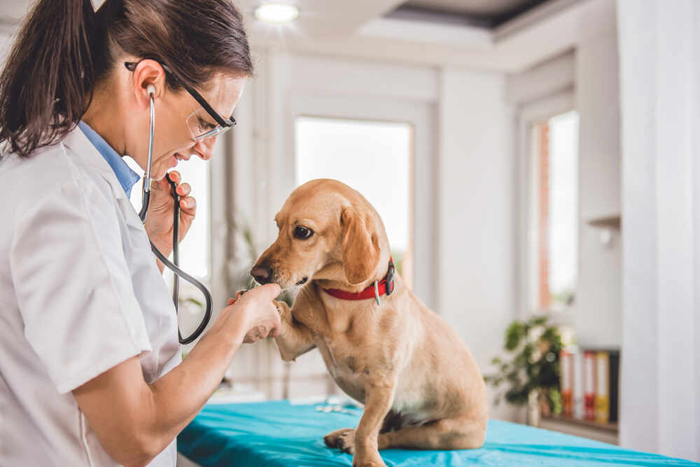Image of Veterinarian with dog 